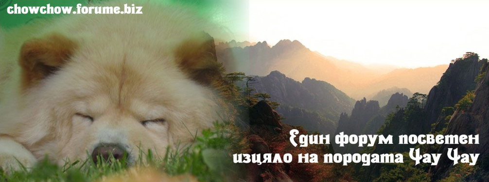 Чау Чау Форум