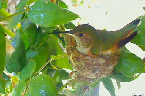 hummingbird cam phoebe hummingbird cam phoebe