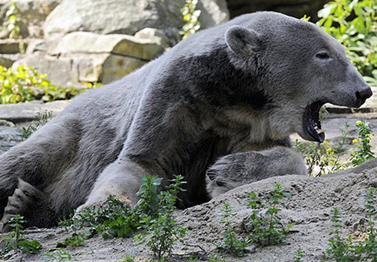 rencontre avec un grizzly