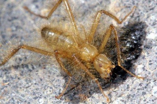 kenya map nairobi africa afrique Mormotomyia Hirsuta mouche hirsute poilue thylacine loup marsupial tigre de tasmanie découverte entomologie zoologie Robert Copeland décembre 2010 Ashley Kirk-Spriggs Ukazi Hill