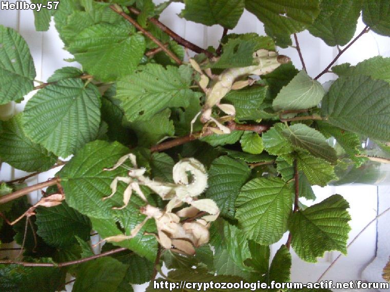 zoologie concours photographique entomologie phasme tiare extatosoma tiaratum concours 2010