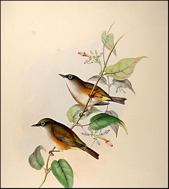 zoologie espèces disparue ornithologie Zostérops à poitrine blanche Zosterops albogularis passereau île de Norfolk Strepera graculina Amytornis textilis Melanodryas cucullata Neochmia ruficauda forum disparition voie d'extinction