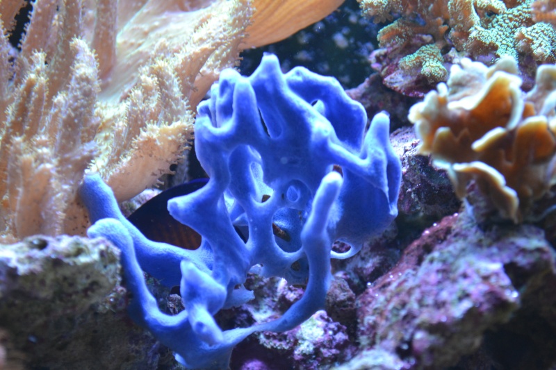 Eponge Haliclona bleue