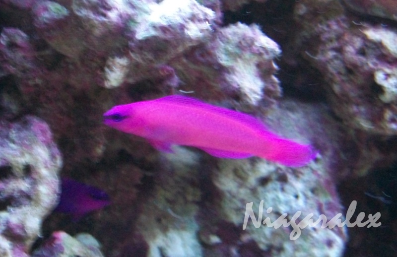 Pseudochromis Fridmani mâle