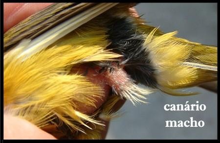 Características de los canarios