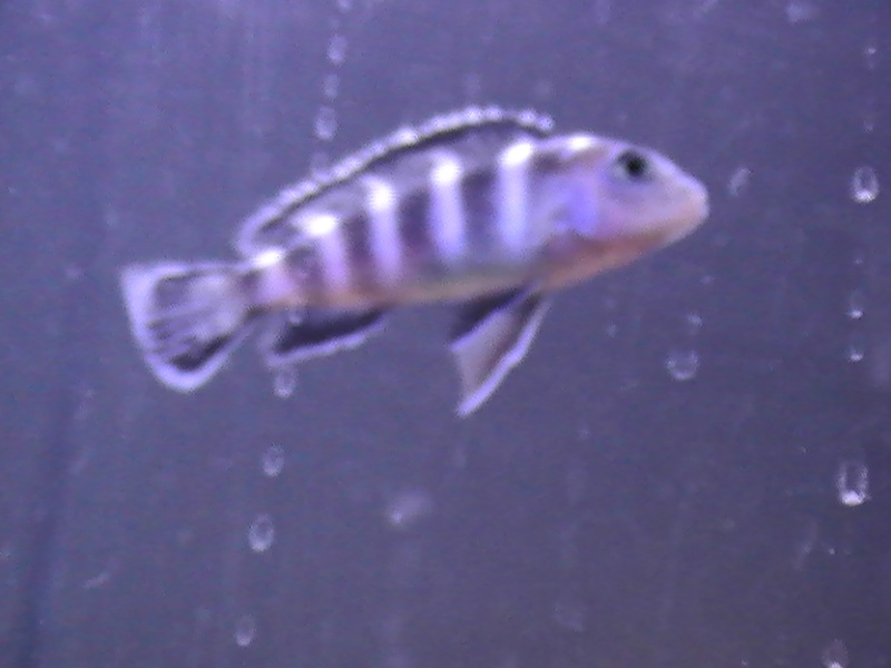 whats the gender and type of these cichlids
