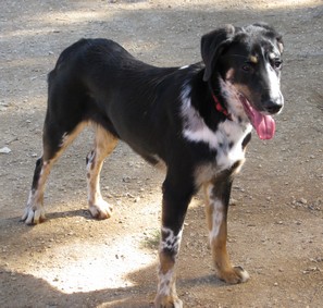 Beauceron Border Collie :coeurs: STAM (Secours  tous les Animaux Malheureux) 9015 Maison du Raltor Route de la Tour d'Arbois 13290 Aix en Provence