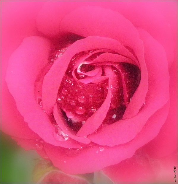 rose_f10.jpg