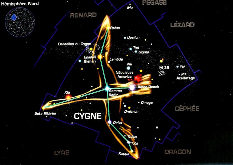 cygne-10.jpg