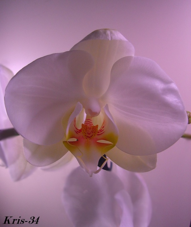 orchid20.jpg