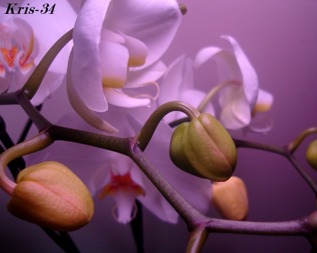 orchid21.jpg
