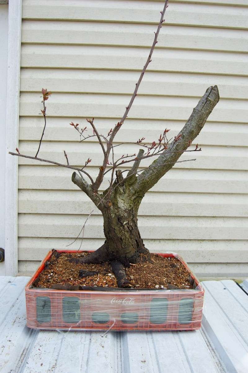 large training bonsai  pots 