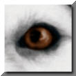 eyedre10.jpg