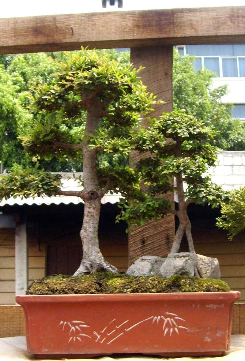 bonsai25.jpg