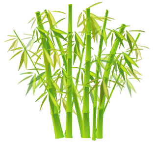 bambou25.gif