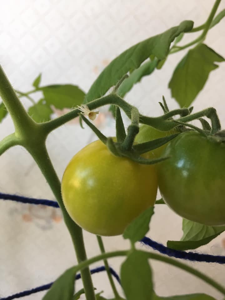 tomate30.jpg