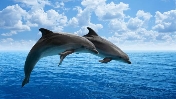 delfin10.jpg